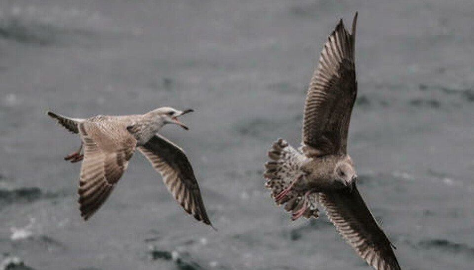 Birdlife Norge har valgt gråmåke til årets fugl i 2024.