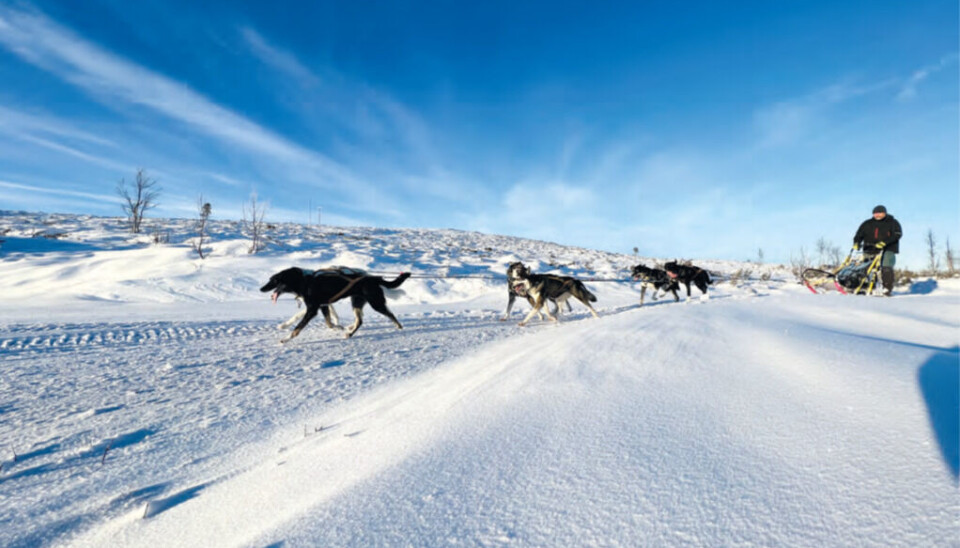 Vi tok turen til Røros for å bli med på hundekjøring
med firmaet Kennel Dølanvollen Dogsledding.