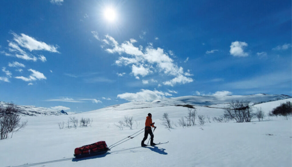 Livet er herlig
når man bare kan tusle av
gårde på nysnø på høyfjellet i
mai måned.
