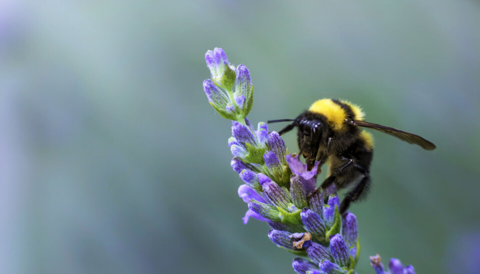 I Norge har det vært i gjennomsnitt 14 prosent nedgang i insekter per år. I Norge har det vært i gjennomsnitt 14 prosent nedgang i insekter per år.