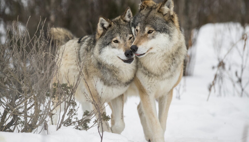 For andre år på rad er det en betydelig nedgang i antall ulver i Norge, men bestanden er fremdeles innenfor bestandsmålet som Stortinget har fastsatt.