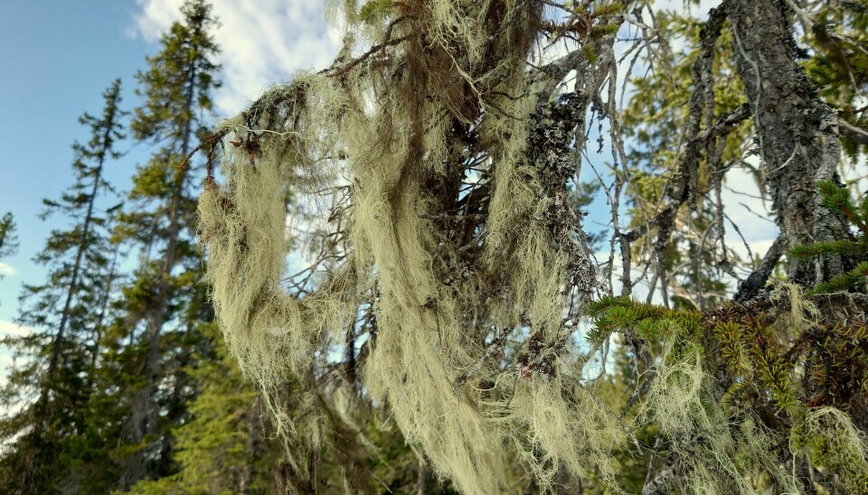 Gjengrodd: Gubbeskjegg er den vanligste av skjegglavene. Den vokser gjerne på gran og furu, men forekommer også på løvtrær.