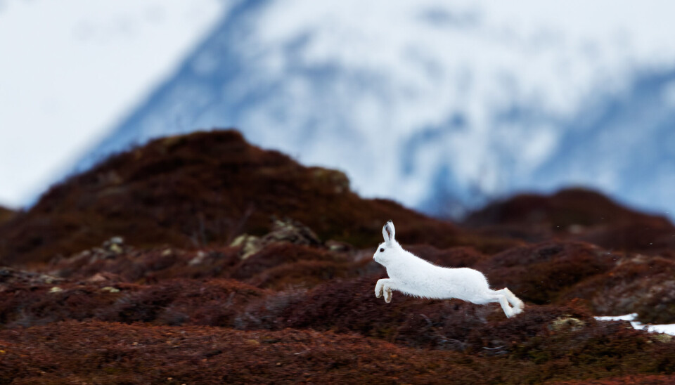 Skogsharen synes godt når den fortsatt har vinterpels selv om snøen har forsvunnet. Skogsharen synes godt når den fortsatt har vinterpels selv om snøen har forsvunnet.