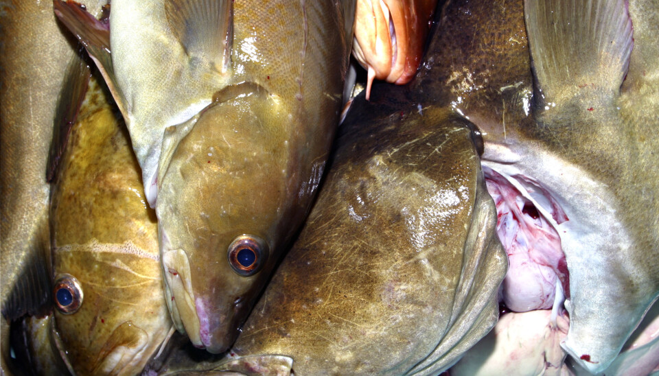 Ulovlig fisketurisme er et stort problem i Norge, mener A-krimsenteret. Hittil i år er det avdekket større ulovlig fiskekvantum enn i hele fjor. Ulovlig fisketurisme er et stort problem i Norge, mener A-krimsenteret. Hittil i år er det avdekket større ulovlig fiskekvantum enn i hele fjor.