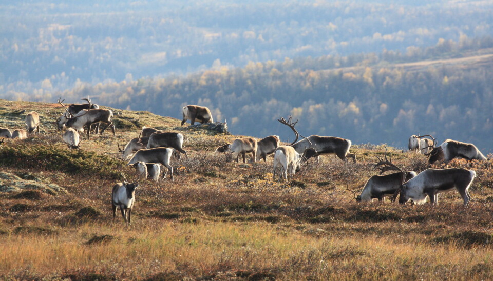 Opprinnelig: Reinen i Dovre-Rondane er stammen som er mest lik den opprinnelige europeiske villreinen