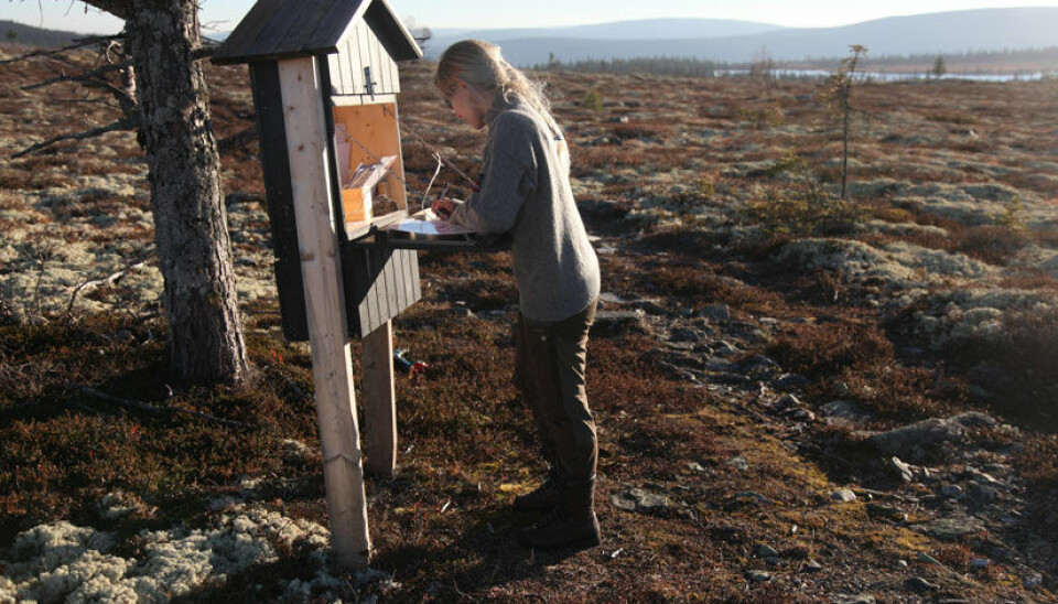 En besøkende i Rondane svarer på brukerundersøkelse.