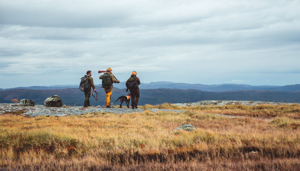 Det blir stadig flere ryper her i landet som åper for mer jakt