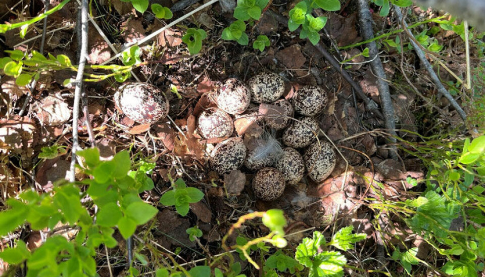 Lirypeegg