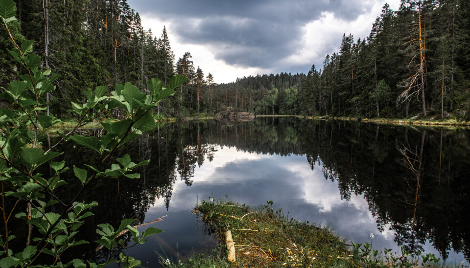 Store summer brukes årlig for å reparere skader som den sure nedbøren har forårsaket. Nasjonalt brukes det over 75 millioner kroner i år påkalking. Bildet er fra Nordspissen av Langvann i Østmarka nasjonalpark.