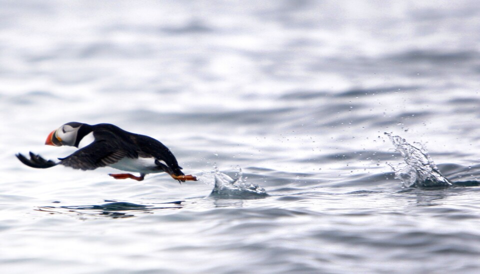 En lundefugl (Fratercula arctica) forsøker å komme seg opp i lufta på Svalbard.Foto: Håkon Mosvold Larsen / NTB