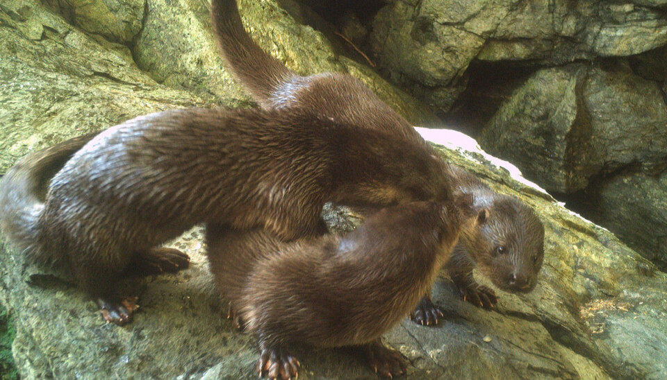 Oterfamilie i Vestland fylke.