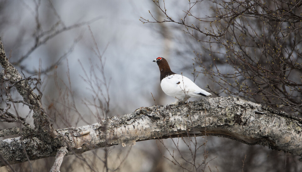 Hvordan kan rypebestanden økes i Norge?