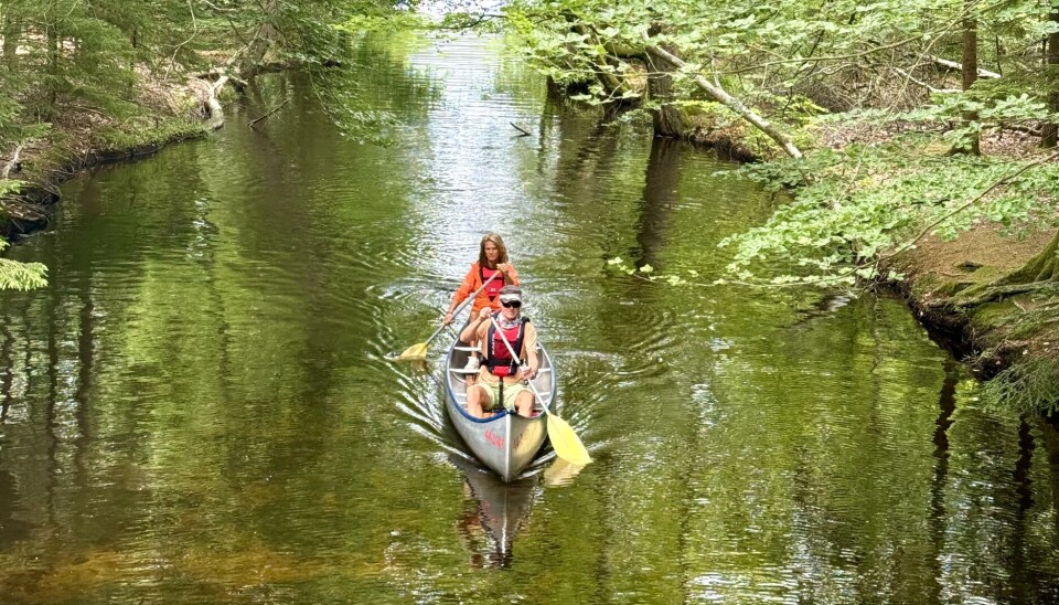 ALLÈ: Klúwers kanal heter denne plassen. En idyllisk passasje under overhengende trær og under ei gangbro. Hvorfor reise til regnskogen i Amazonas når Gudenåen i Dannmark er så nære?
