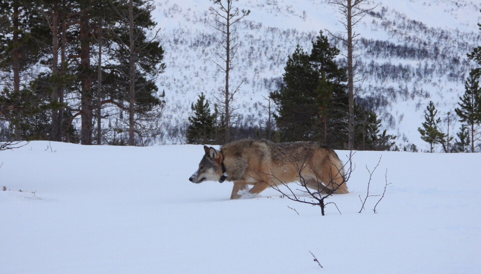 Data fra de siste måneder viser at ulven har etablert seg i vestre Dalarna i et revir som har fått navnet Ryssflon.