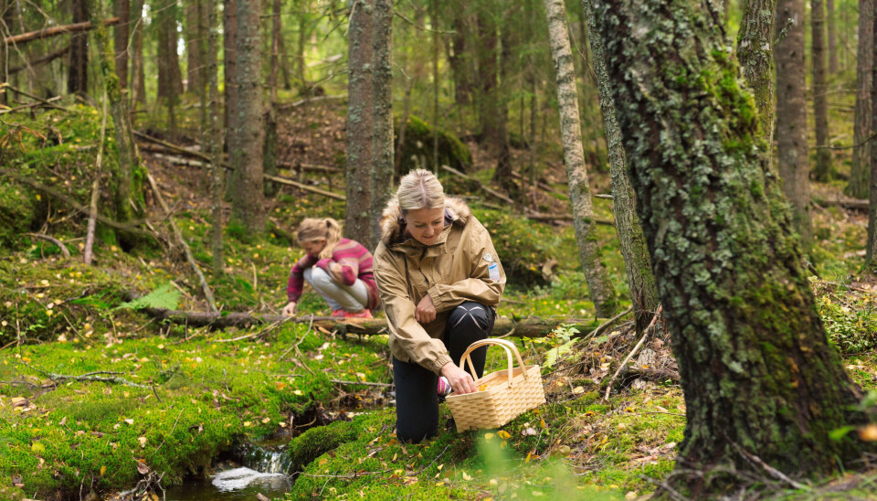 For deg som er på jakt etter matsopp er det et godt tips å lete i eldre skog med flere typer trær. Se også etter skogsområder med mye mose og lite bærlyng.