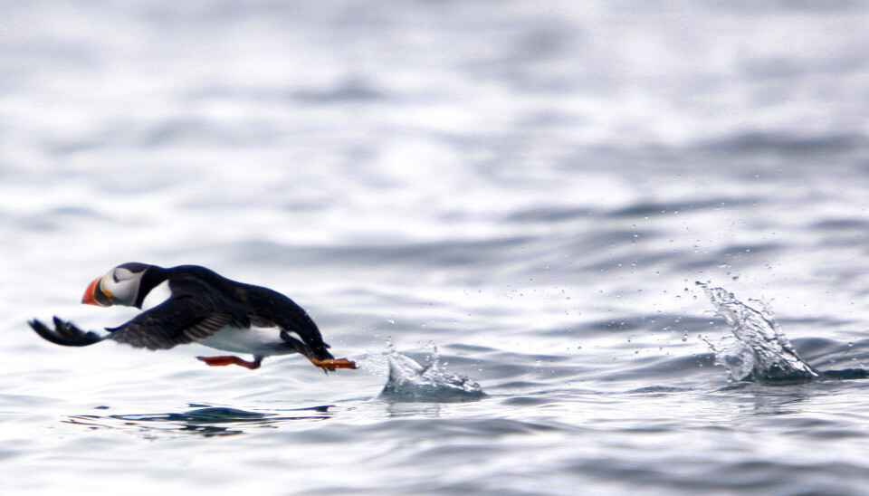 Lundefuglen er blant artene som er truet i Norge. I snitt har verdens dyrebestander gått ned med 73 prosent de siste 50 årene.