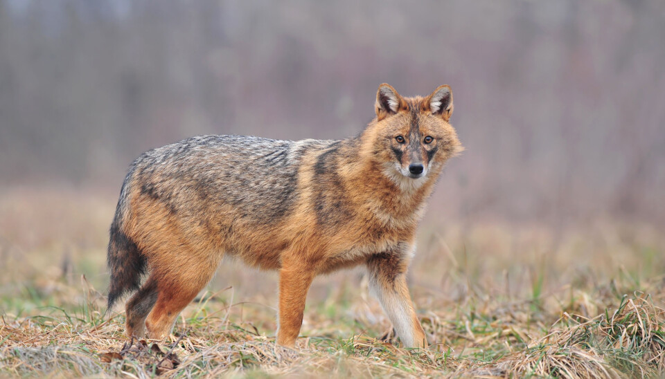 Individet som er observert i Kåfjord er nå inkludert i en ny, internasjonal studie som ser på spredning av gullsjakal i Europa
