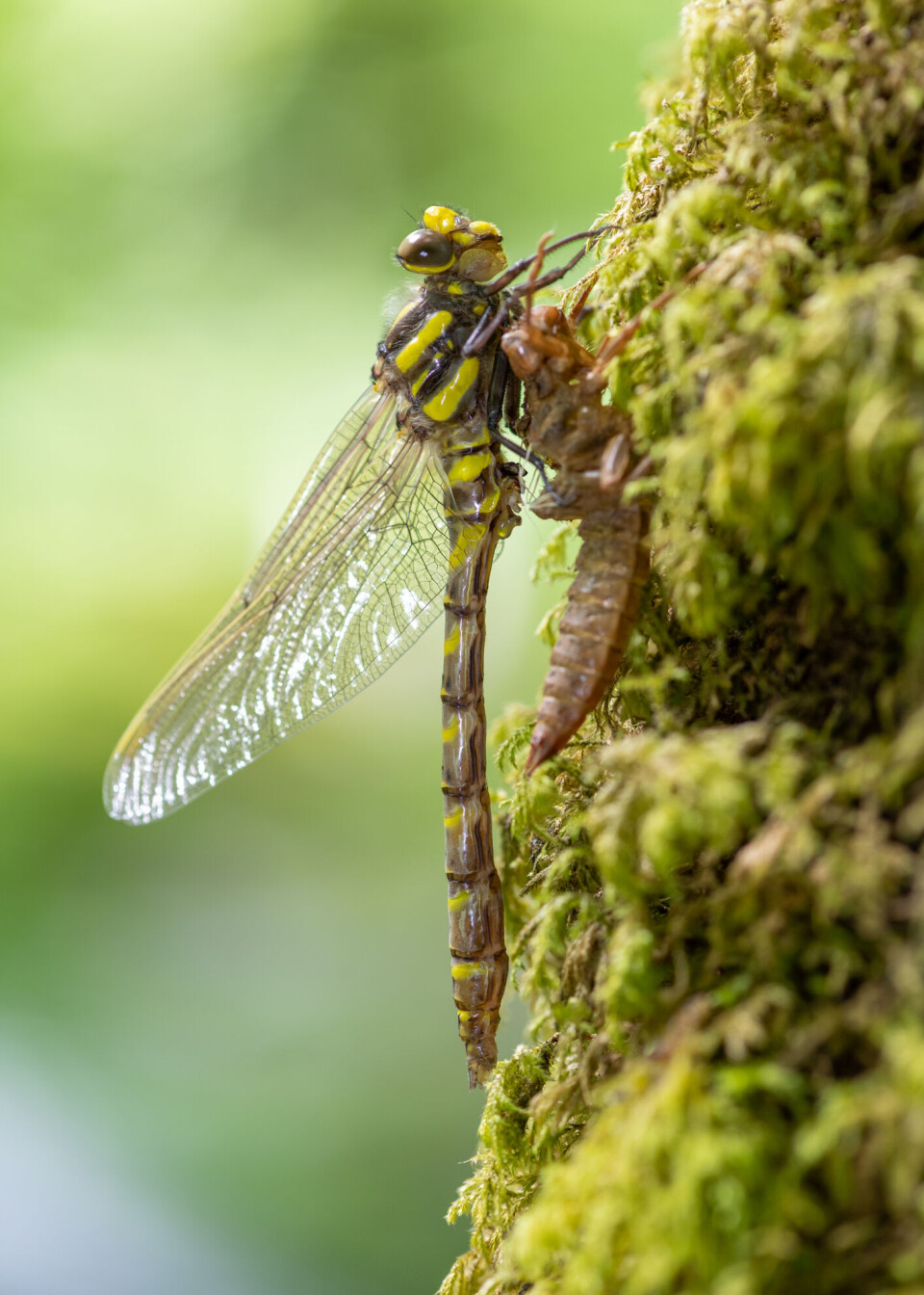 Øyenstikkeren er en effektiv jeger.