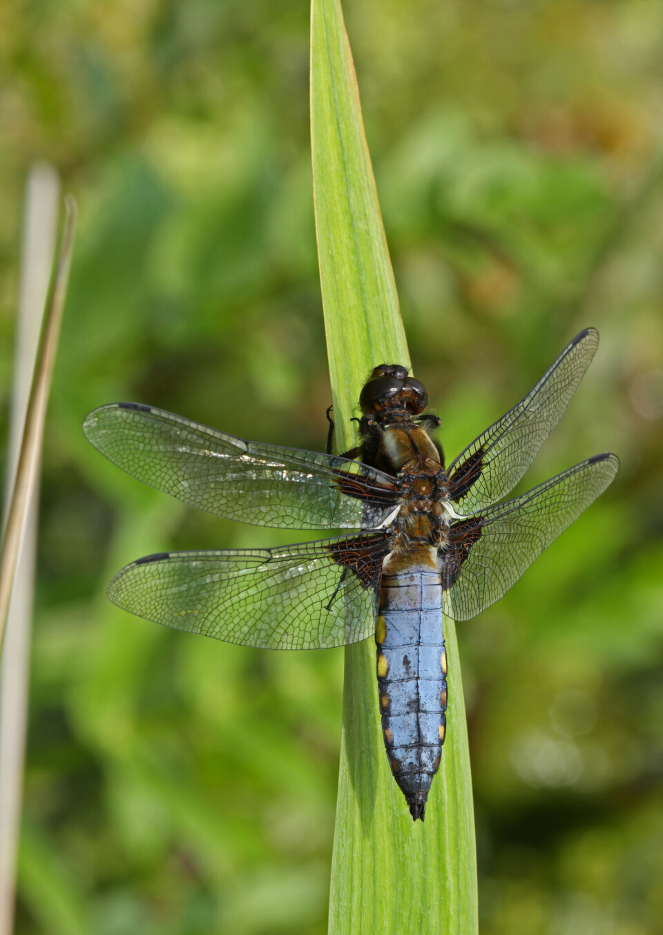 Vi har mange arter i Norge, og alle er helt ufarlige for oss mennesker.