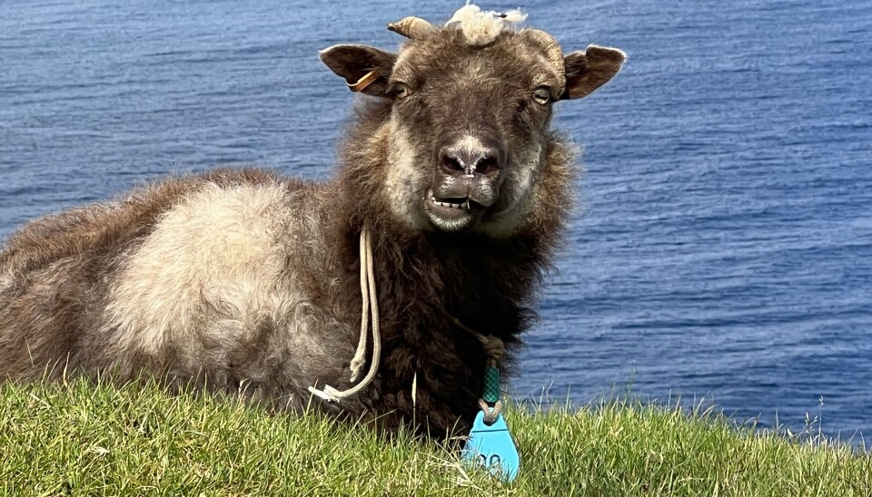 Mange sauer blir dessverre utsatt for mulesing. Nå har Dyrevernalliansen har utarbeidet en liste hvor du kan kjøpe ull og garn fra sauer som ikke har blitt utsatt for dette