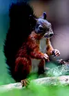 Ekornets Hemmeligheter: Den Lynraske Akrobaten i Norsk Natur