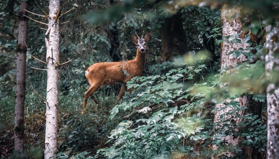 Ungdomsskoleelever får bli med på rådyrjakt på Langøya