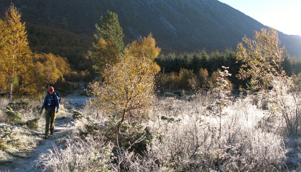 En kald oktobermorgen i Gullsteinsdalen på øya Tustna.Høsten slåss for å holde stand, men vinteren vinner til slutt. Garantert.