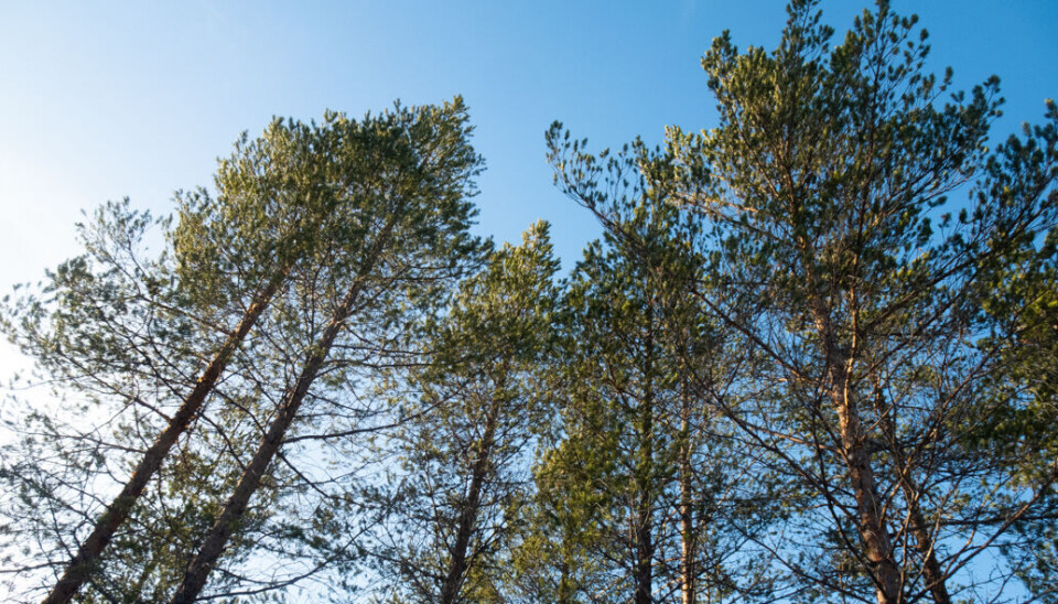 Forskere ved Universitetet i Innlandet skal undersøke hvordan vi bruker skogen