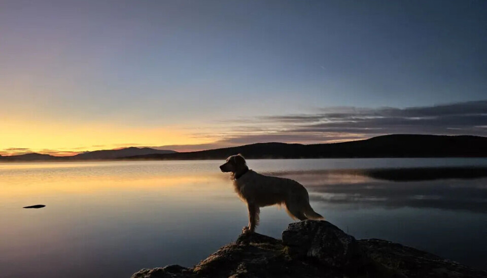 Engelsksetter i soloppgang. Vidda skuer ut over vannet en tidlig høstmorgen.Bildet er tatt på Søodden i Røros.