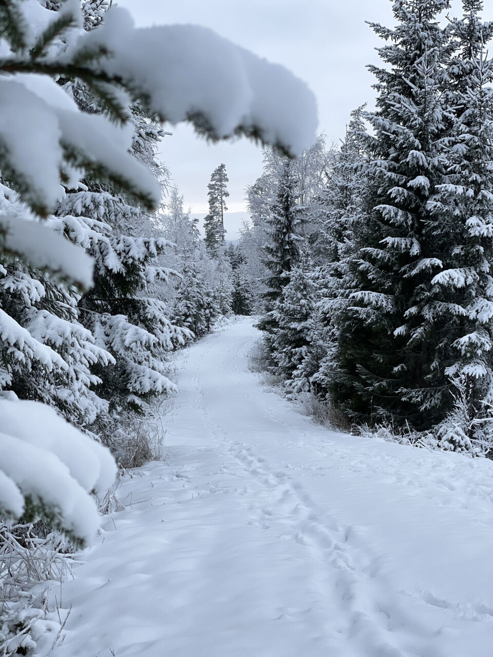 Iskald og vinterpyntet skog