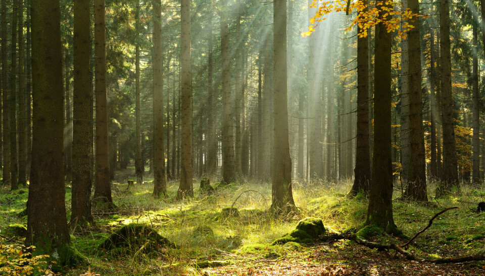 Naturskog er definert som skog som ikke er flatehogd siden 1940. 14. januar presenterte Miljødirektoratet og Landbruksdirektoratet de første kartene over naturskogen i Norge. Naturskog er definert som skog som ikke er flatehogd siden 1940. 14. januar presenterte Miljødirektoratet og Landbruksdirektoratet de første kartene over naturskogen i Norge.