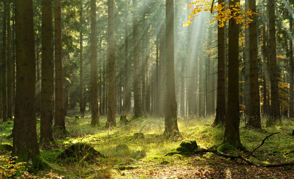 Skogens bidrag til klimaløsninger er enorme, mener Peter Holmgren. Det fordi skogen og bioøkonomien er viktige faktorer for å lykkes med klimaarbeidet også i andre sektorer. Naturskog er definert som skog som ikke er flatehogd siden 1940. 14. januar presenterte Miljødirektoratet og Landbruksdirektoratet de første kartene over naturskogen i Norge.