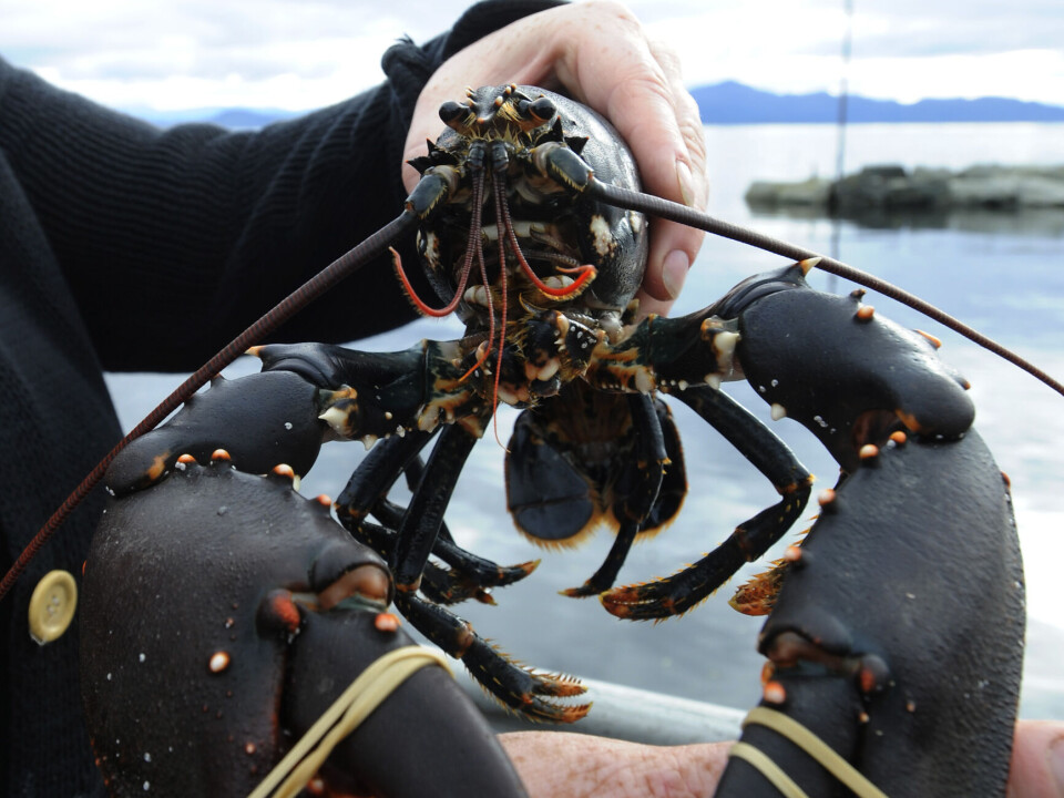 Hummerfiske Rogn Økning i Hummerfiske i Sør-Norge: Fiskere Landet 29,5 Tonn