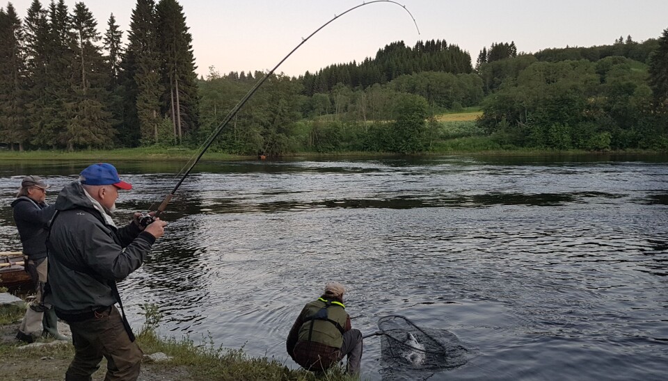 Laksefiske fra Nidelva i Trondheim.
