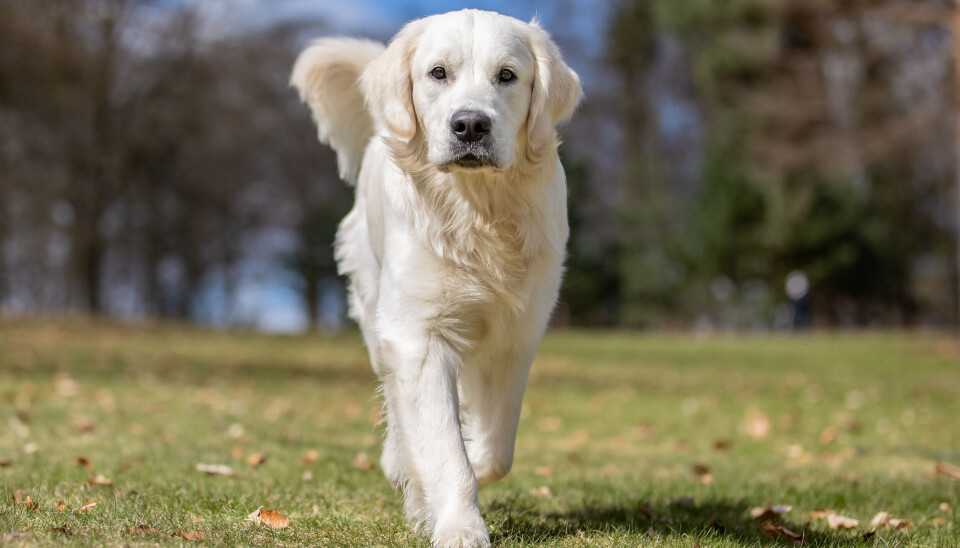 Golden retriever var Norges mest populære hund i 2024.