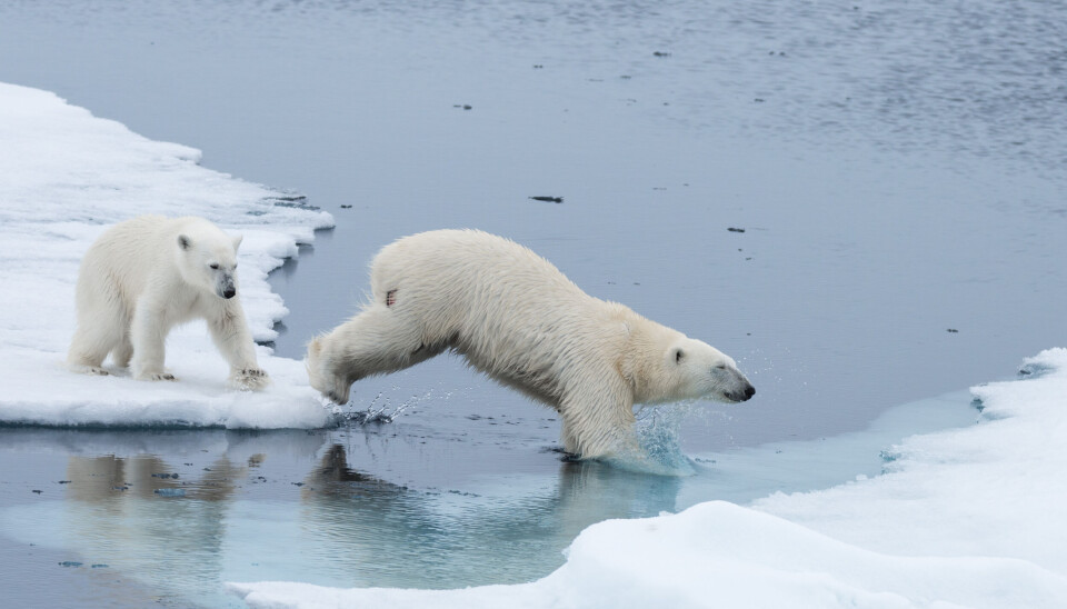 Isbjørnen (Ursus maritimus) er det eneste arktiske landpattedyret som dykker i vann for å jakte. Til tross for at de lever i ekstrem kulde og har et tykt lag med spekk og pels for å holde seg varme, er pelsen deres vanligvis fri for is.