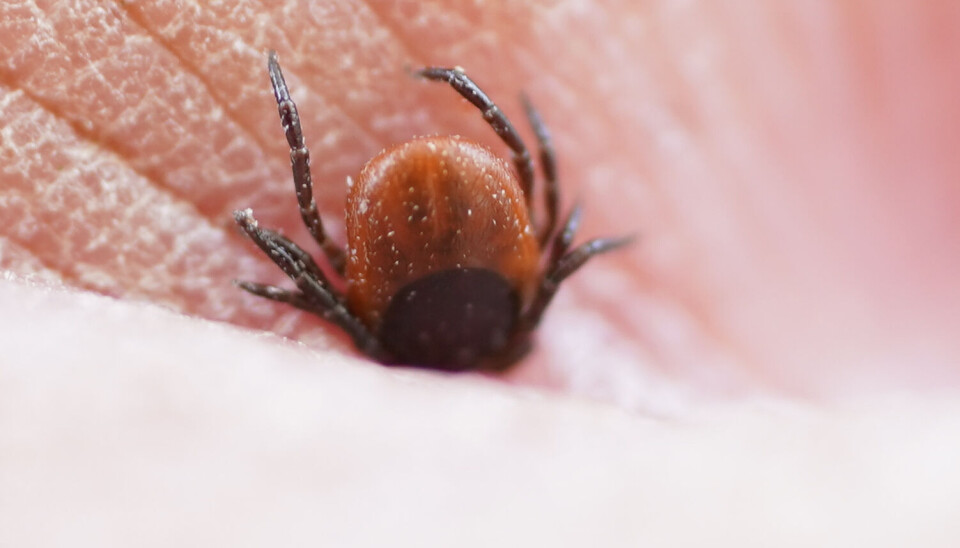 En flått har satt seg fast mellom to fingre. I fjor ble det registrert rekordmange tilfeller av borreliose. TBE er også i fremvekst. En flått har satt seg fast mellom to fingre. I fjor ble det registrert rekordmange tilfeller av borreliose. TBE er også i fremvekst.