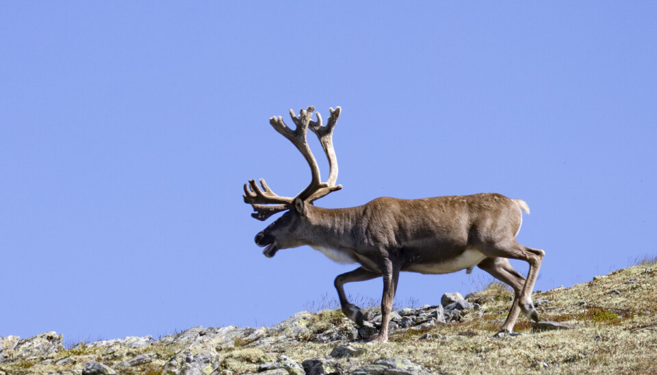 Vår ferdsel og opptreden i naturen er ødeleggende for villreinen. Regjeringen foreslår en rekke tiltak.