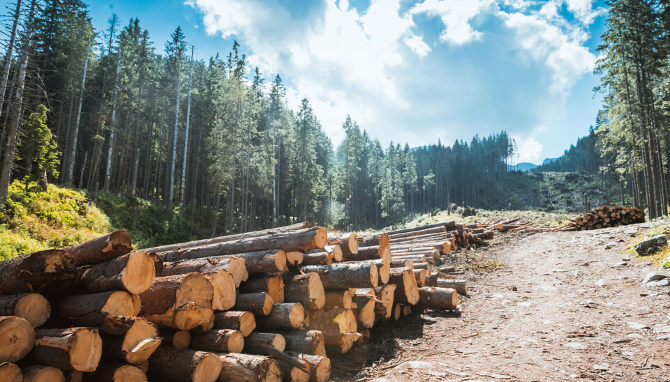 Hogstflater er minst populært av alle typer skog i visuelle undersøkelser. Nye tall fra Norsk institutt for naturforskning (Nina) viser at antall turer går ned når skogen flatehugges. Hogstflater er minst populært av alle typer skog i visuelle undersøkelser. Nye tall fra Norsk institutt for naturforskning (Nina) viser at antall turer går ned når skogen flatehugges.