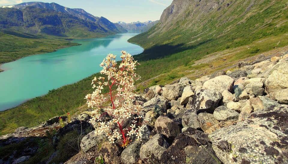 Den har egenskaper som gjør at den vokser nesten rett ut av berget. Den klorer seg fast der det nesten er ingen ting å vokse på. Den har egenskaper som gjør at den vokser nesten rett ut av berget. Den klorer seg fast der det nesten er ingen ting å vokse på.