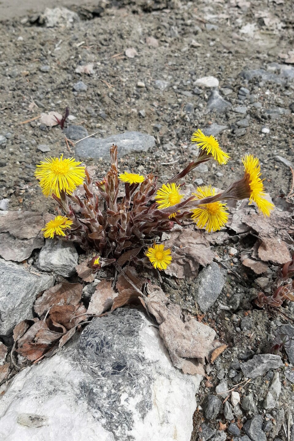 Hestehov - en av de første plantene som blomstrer om våren