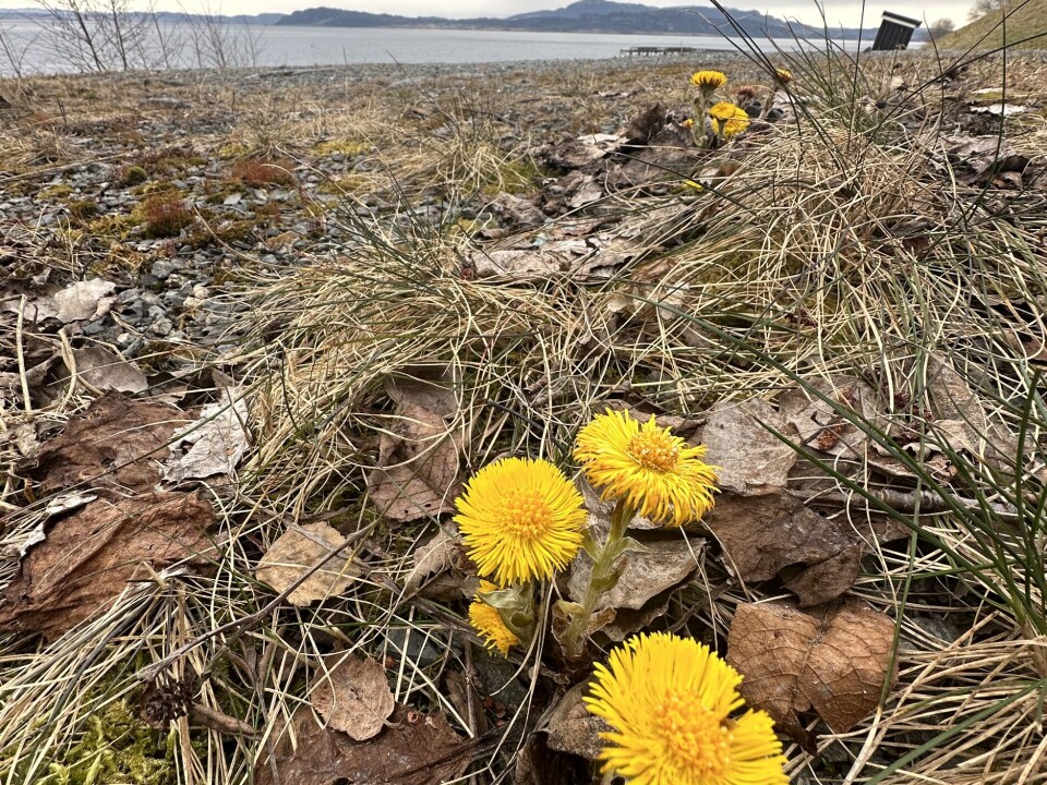 Hestehov - en av de første plantene som blomstrer om våren
