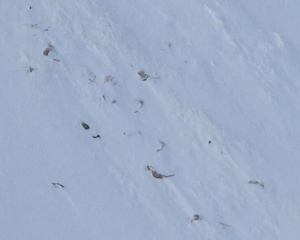 Et snøskred tok villrein i Skirådalen i Sunndal kommune natt til 6. mars. I overflaten av skredet ses rundt 50 dyr. Trolig er flere begravet i skredet. Et snøskred tok villrein i Skirådalen i Sunndal kommune natt til 6. mars. I overflaten av skredet ses rundt 50 dyr. Trolig er flere begravet i skredet.