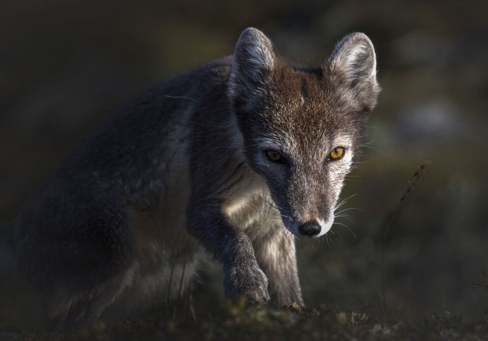 Fjellreven er en av Norges mest ikoniske og truede arter.