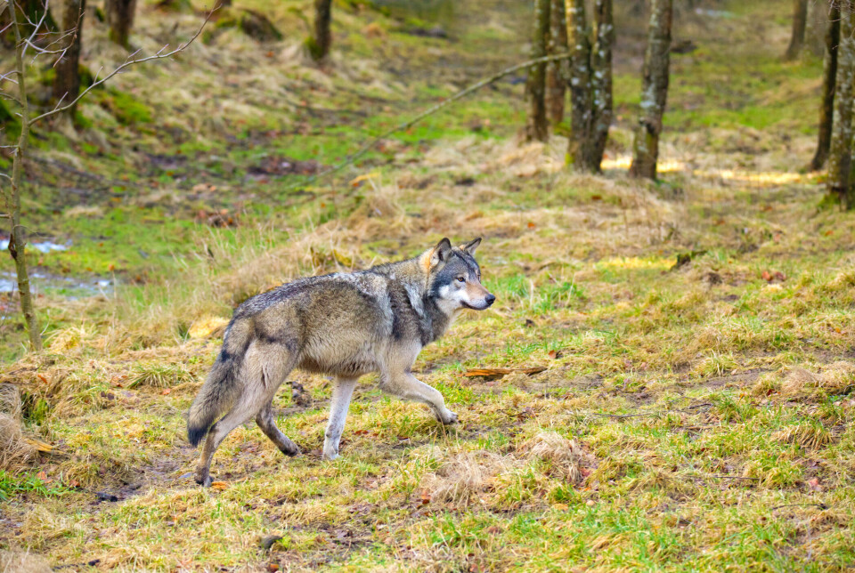 Ulvens vern blir stadig redusert i Europa. Nå skal Norge lede et prosjekt som skal finne ut hvordan vi sikrer en best mulig sameksistens mellom mennesker og rovdyr. Ulvens vern blir stadig redusert i Europa. Nå skal Norge lede et prosjekt som skal finne ut hvordan vi sikrer en best mulig sameksistens mellom mennesker og rovdyr.