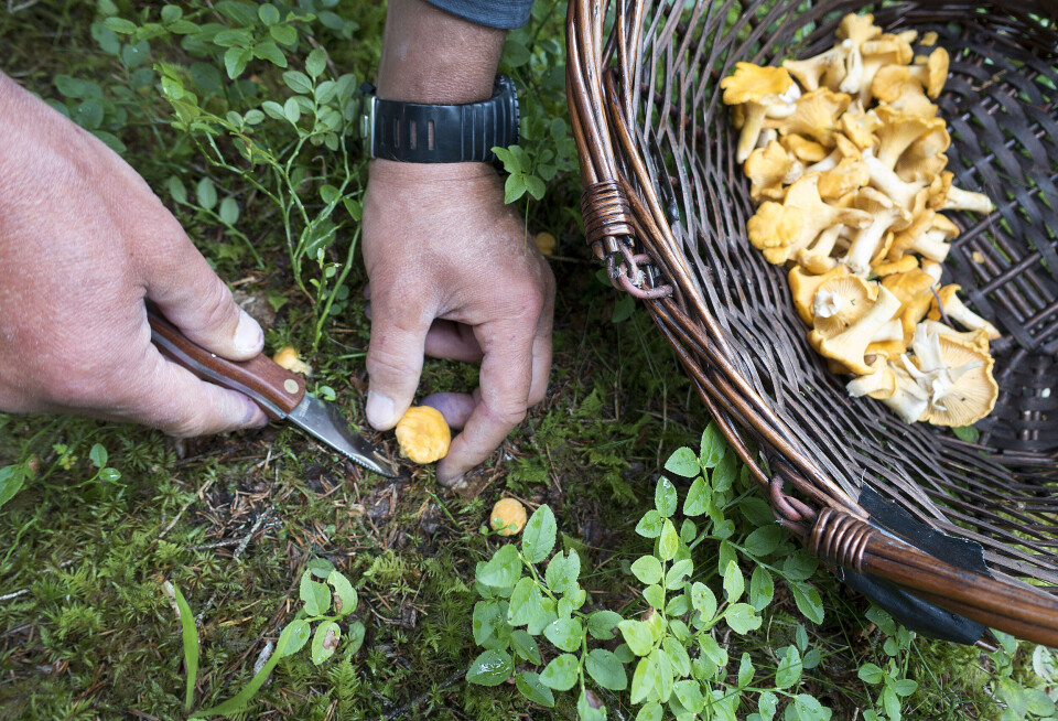 Etter en oppgang under pandemien er friluftslivsdeltakelsen tilbake på omtrent samme nivå som før. Et tydelig unntak er bær- og soppsanking, viser tall fra SSB. Etter en oppgang under pandemien er friluftslivsdeltakelsen tilbake på omtrent samme nivå som før. Et tydelig unntak er bær- og soppsanking, viser tall fra SSB.
