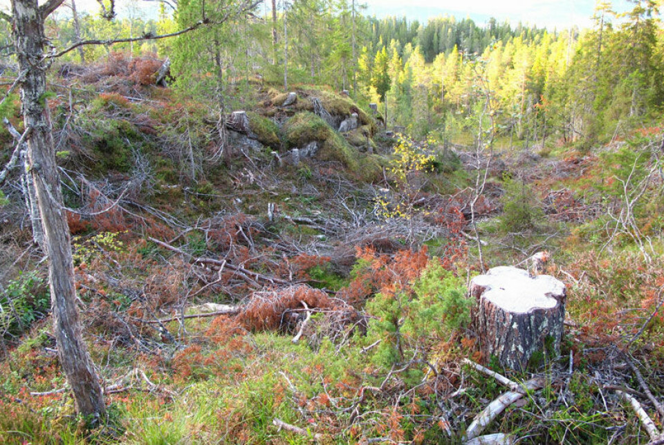 Gruppehogst betyr flater som er mindre enn 2 dekar og inngår i begrepet lukket hogst. Gruppehogst betyr flater som er mindre enn 2 dekar og inngår i begrepet lukket hogst.
