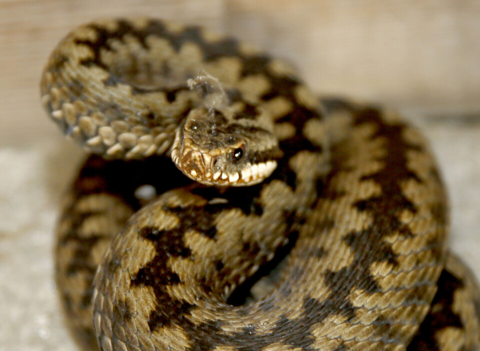 Flere kjæledyr blir bitt av hoggorm. Det er viktig å handle raskt, forteller skadesjef for dyreforsikring Kari Beate Stenseth i Tryg Forsikring. Flere kjæledyr blir bitt av hoggorm. Det er viktig å handle raskt, forteller skadesjef for dyreforsikring Kari Beate Stenseth i Tryg Forsikring.