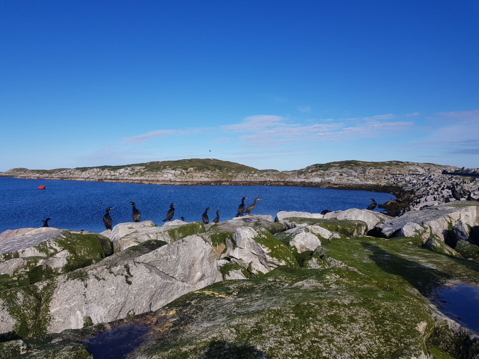 Miljødirektoratet foreslår å utvide Sklinna naturreservat i Leka i Trøndelag, et viktig område for sjøfugl, med 10 000 dekar. Her bor en av verdens største kolonier av toppskarv. Miljødirektoratet foreslår å utvide Sklinna naturreservat i Leka i Trøndelag, et viktig område for sjøfugl, med 10 000 dekar. Her bor en av verdens største kolonier av toppskarv.