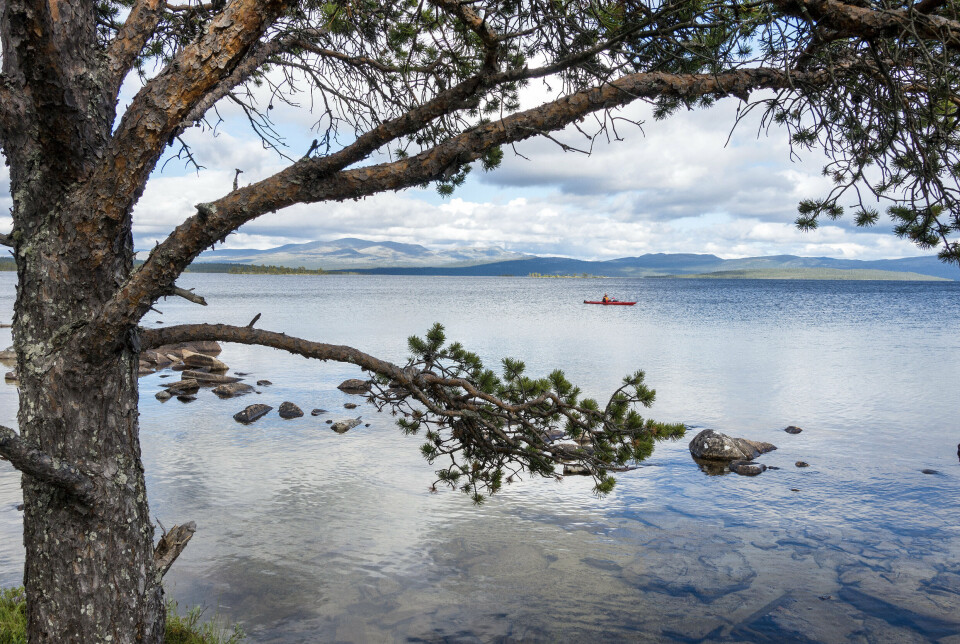 Sammen med tilgrensende områder, utgjør Femundsmarka et av de største vernede områdene i Sør-Skandinavia. Sammen med tilgrensende områder, utgjør Femundsmarka et av de største vernede områdene i Sør-Skandinavia.